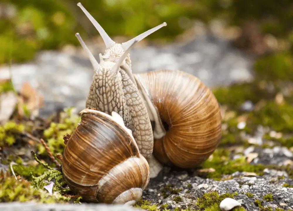 Are-my-Mystery-Snails-Fighting-or-Mating-photo