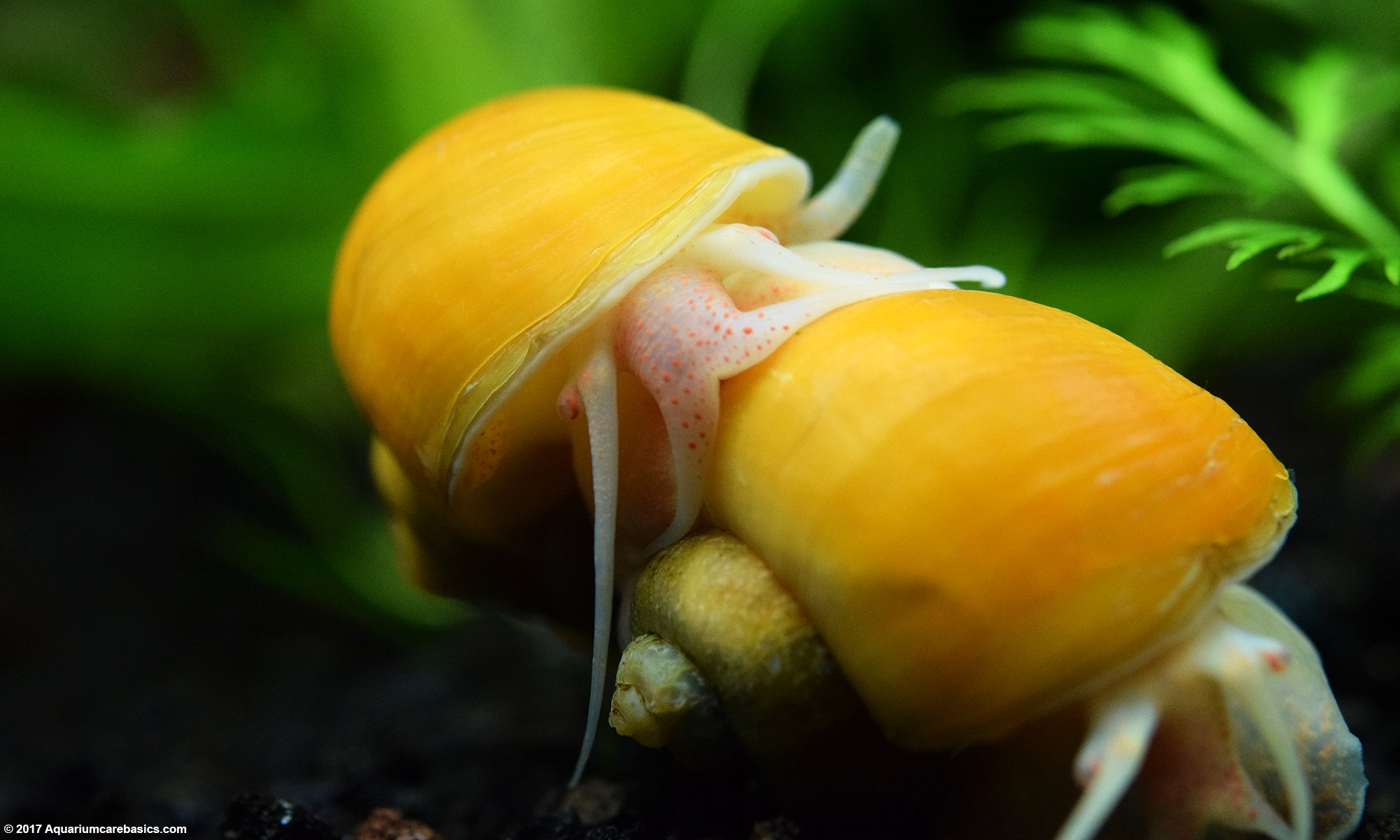 Breeding Golden Mystery Snails