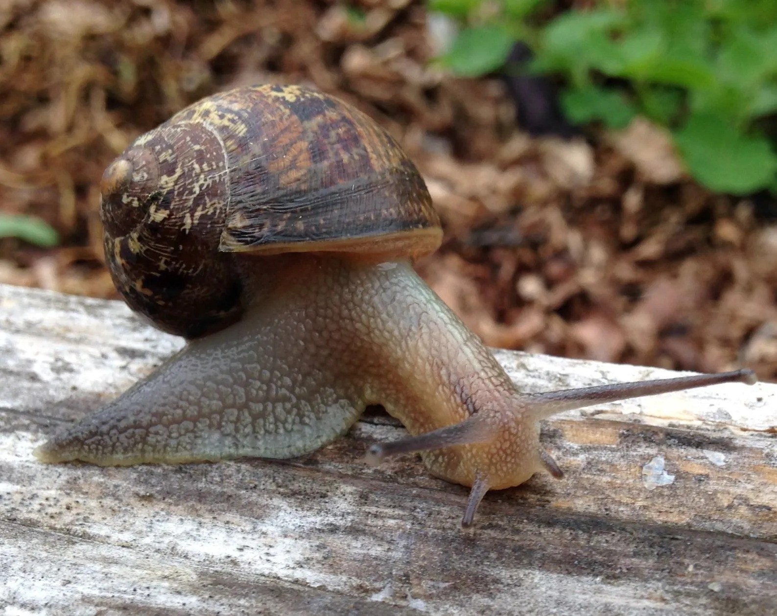 Apple Snail Louisiana: Habitat and Distribution