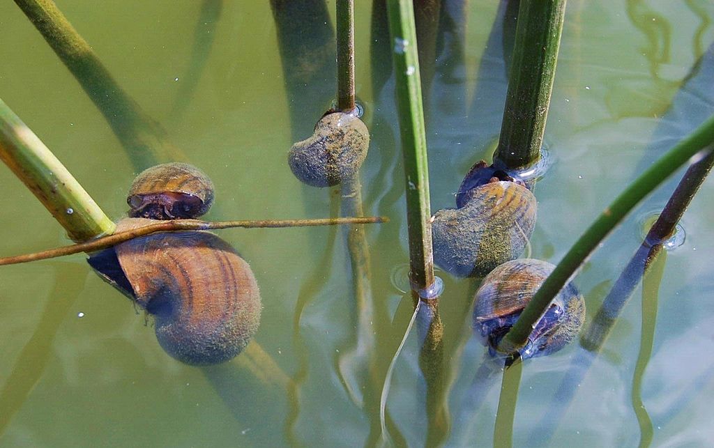 Pomacea insularum