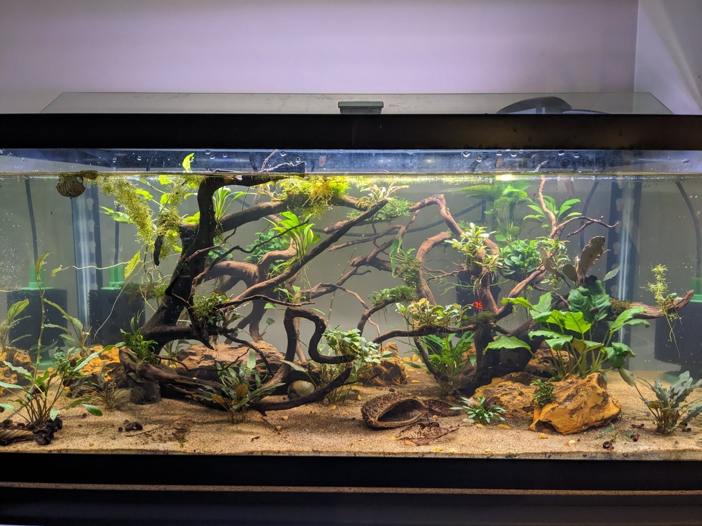 Setting Up the Ideal Aquarium for Golden Mystery Snails