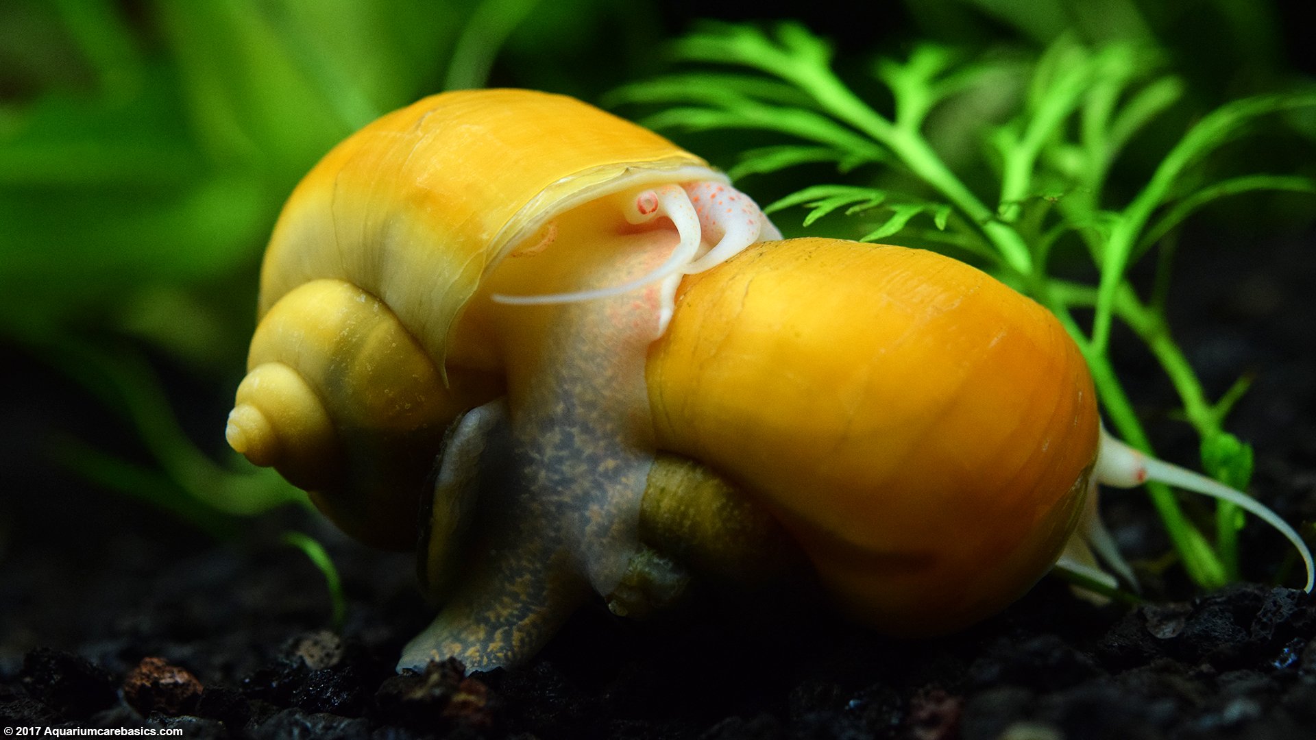 Understanding Golden Mystery Snails