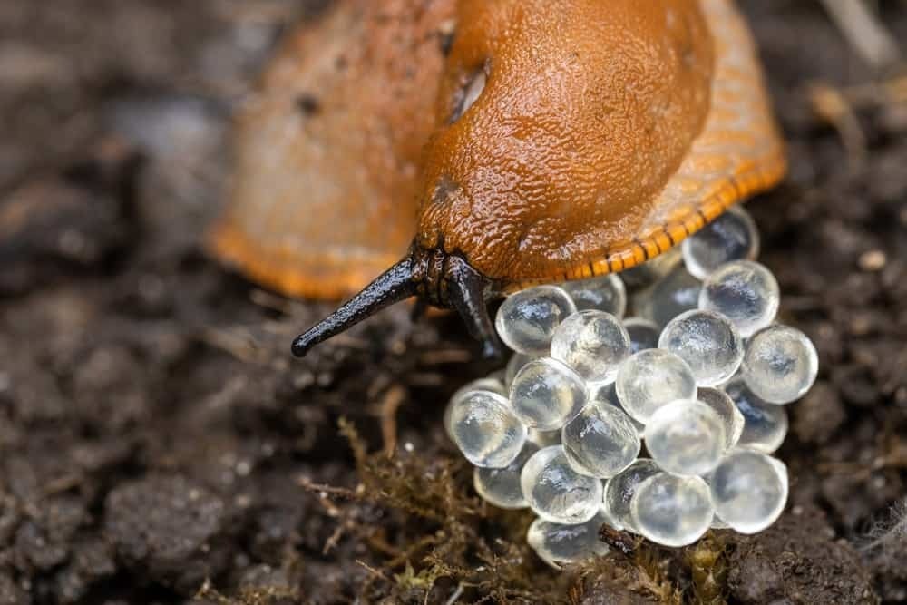 What-Do-Snail-Eggs-Look-Like-ezgif.com-webp-to-jpg-converter