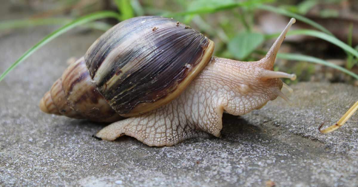 african-snail-og-ezgif.com-webp-to-jpg-converter