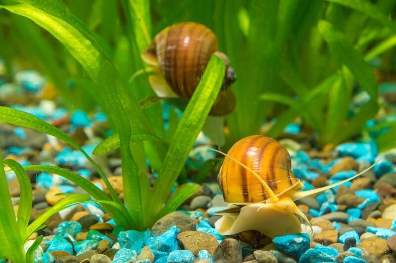 apple-snails-aquarium