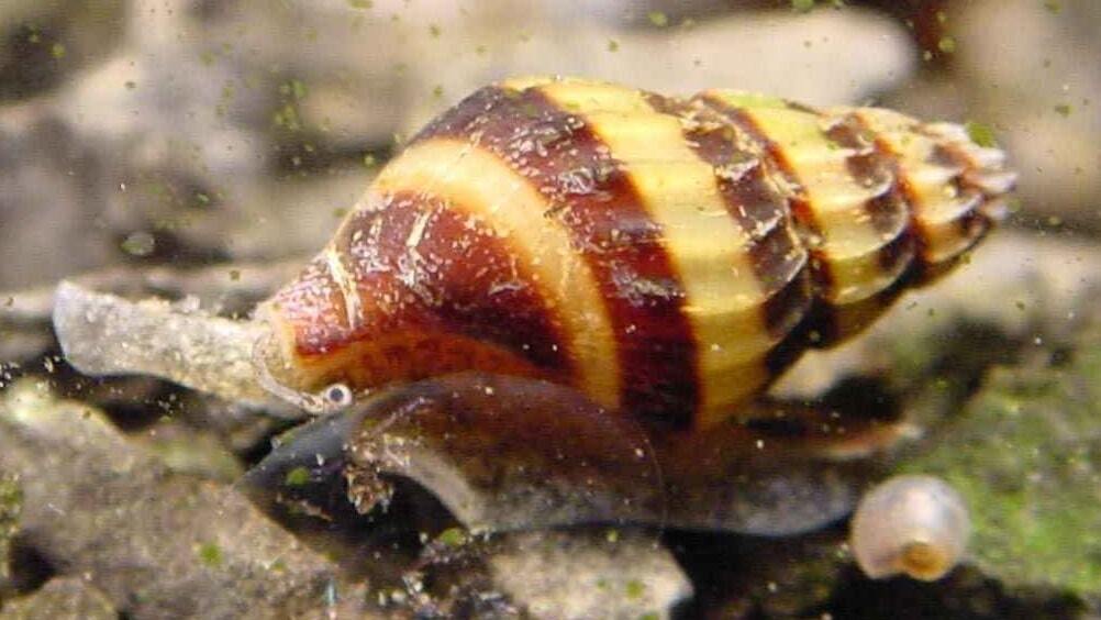 Identifying Different Apple Snail Species