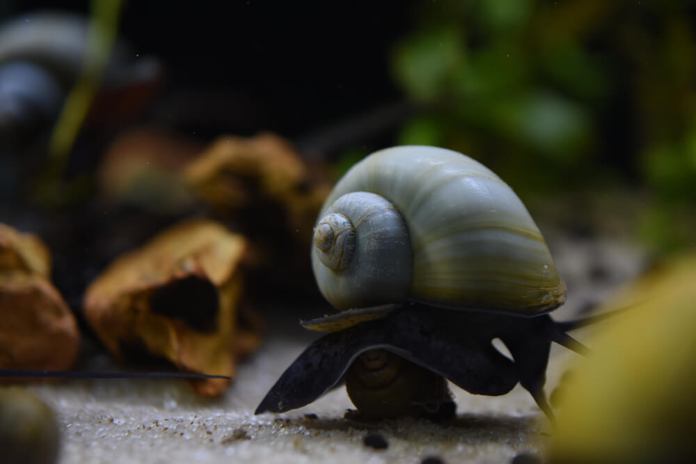 black-mystery-snail-ezgif.com-webp-to-jpg-converter