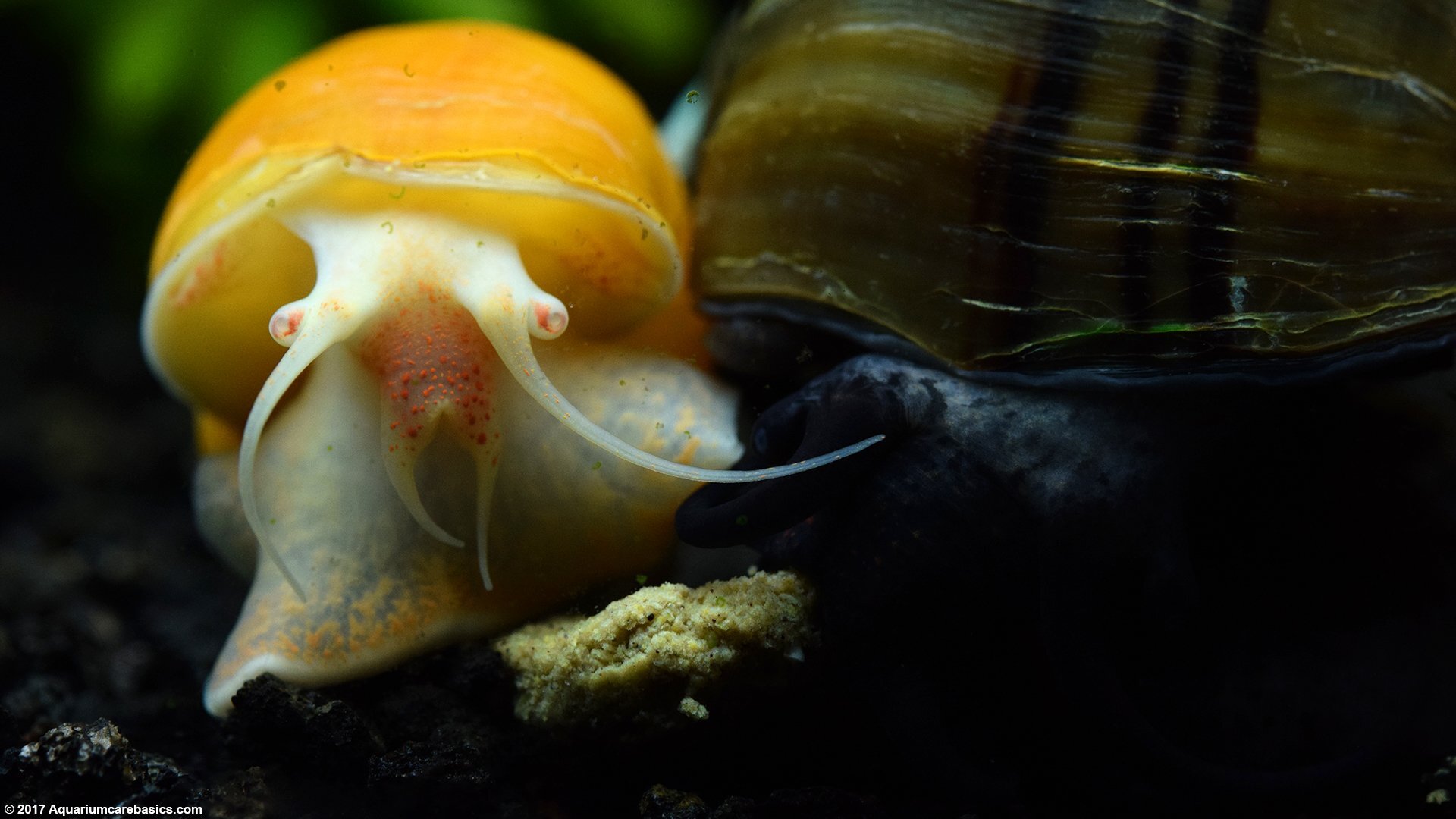 gold-inca-snail-mystery-snail-closeup-ezgif.com-webp-to-jpg-converter