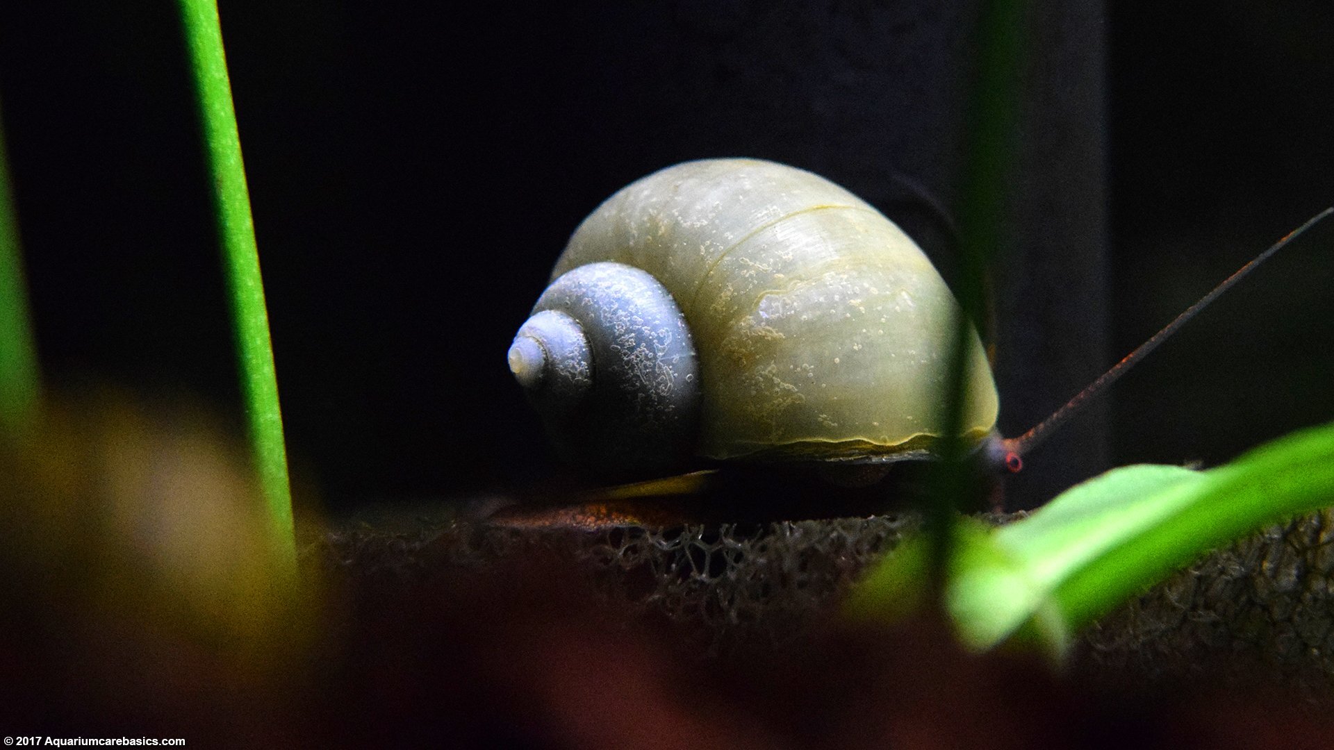 mystery-snail-sponge-filter-ezgif.com-webp-to-jpg-converter