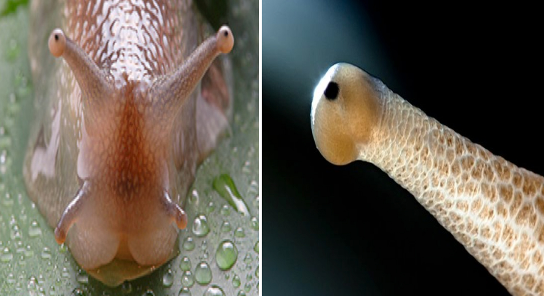 snail-eyes-can-see-blue-or-red-slug-bait-pellets