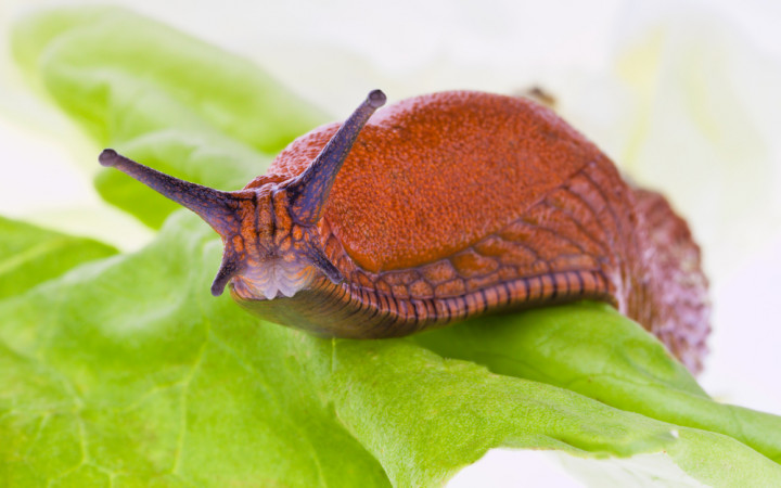 thumb_720_450_slug_shutterstock_58118686