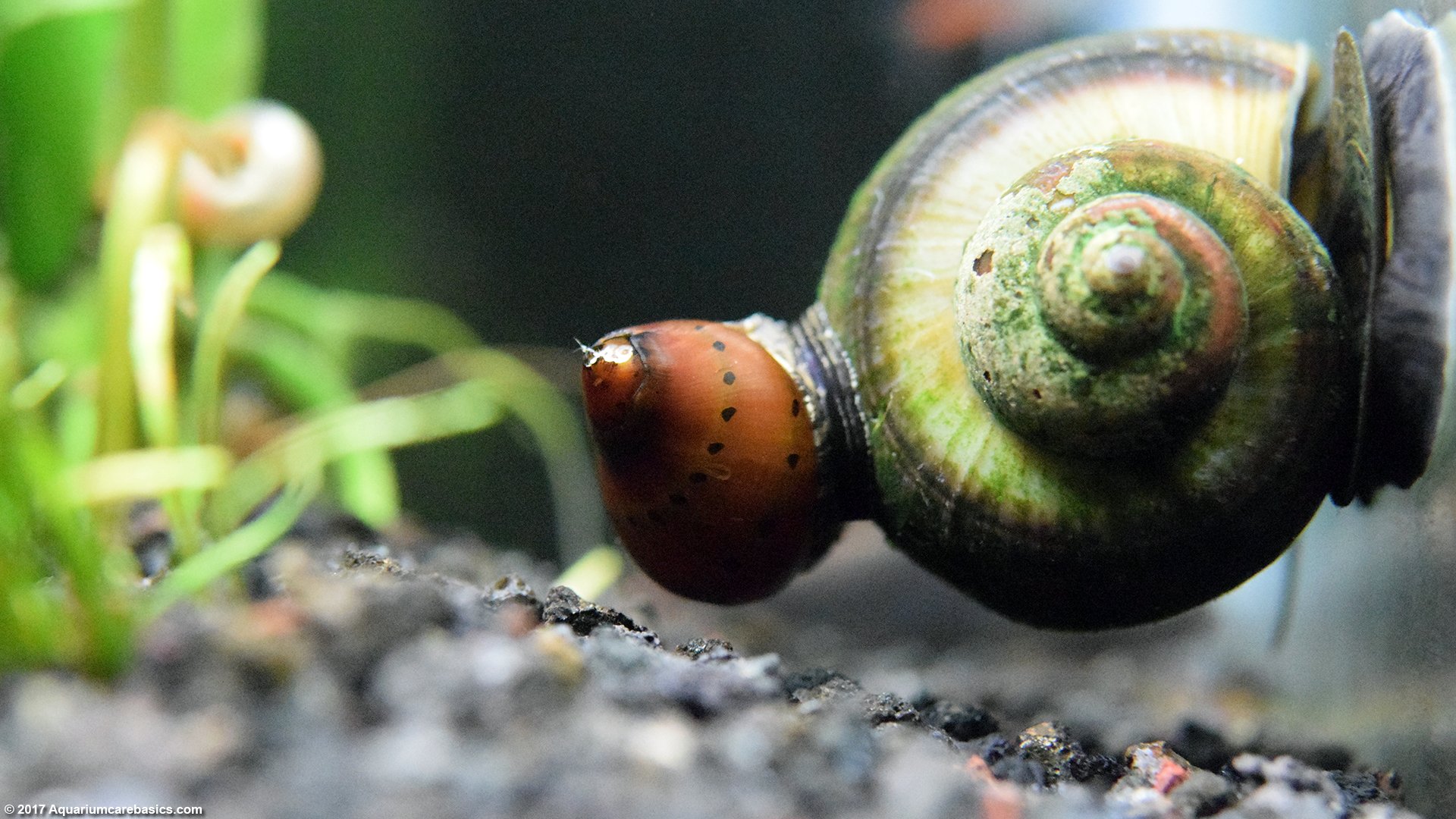 tiger-nerite-mystery-snail