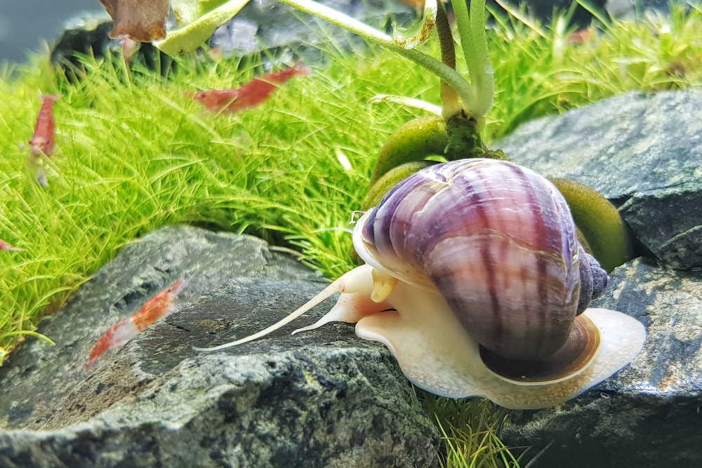 top-7-helpful-snails-for-your-next-freshwater-aquarium-298013