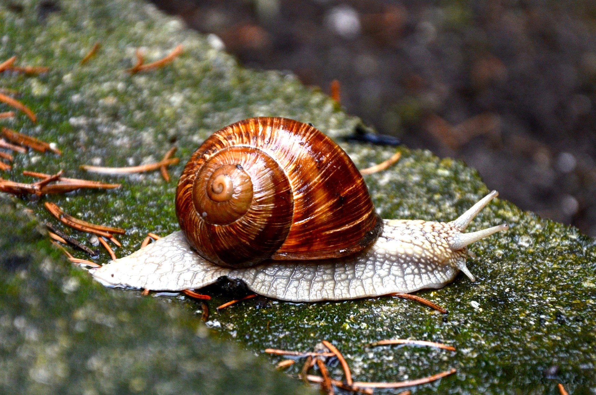 798077-Snails-Closeup