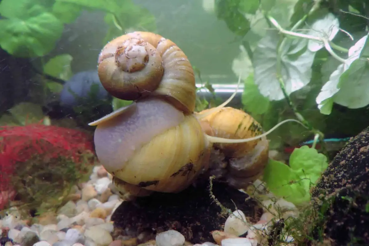 Aquarium-Snails-2