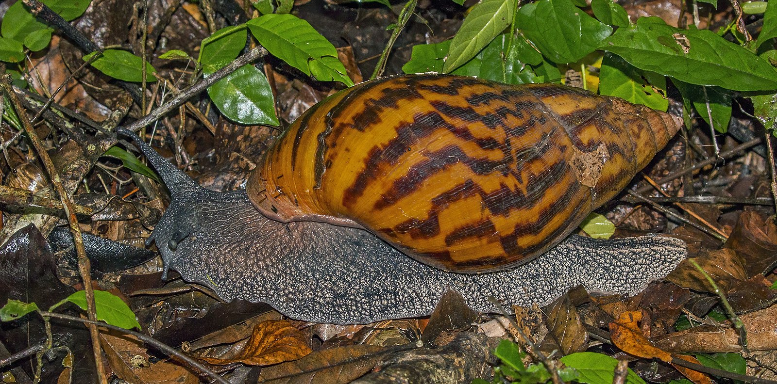 Giant_tiger_land_snail_(Achatina_achatina)_Ghana