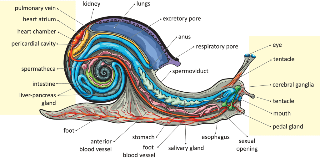 Snails-Anatomy