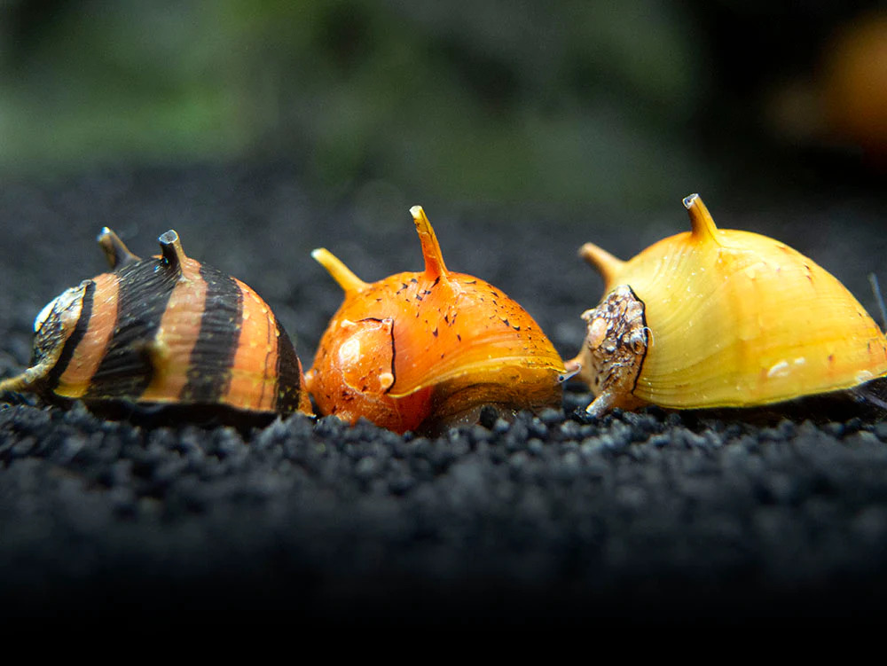 Tri_Color_Assorted_Thorn_Nerite_7_1024x1024