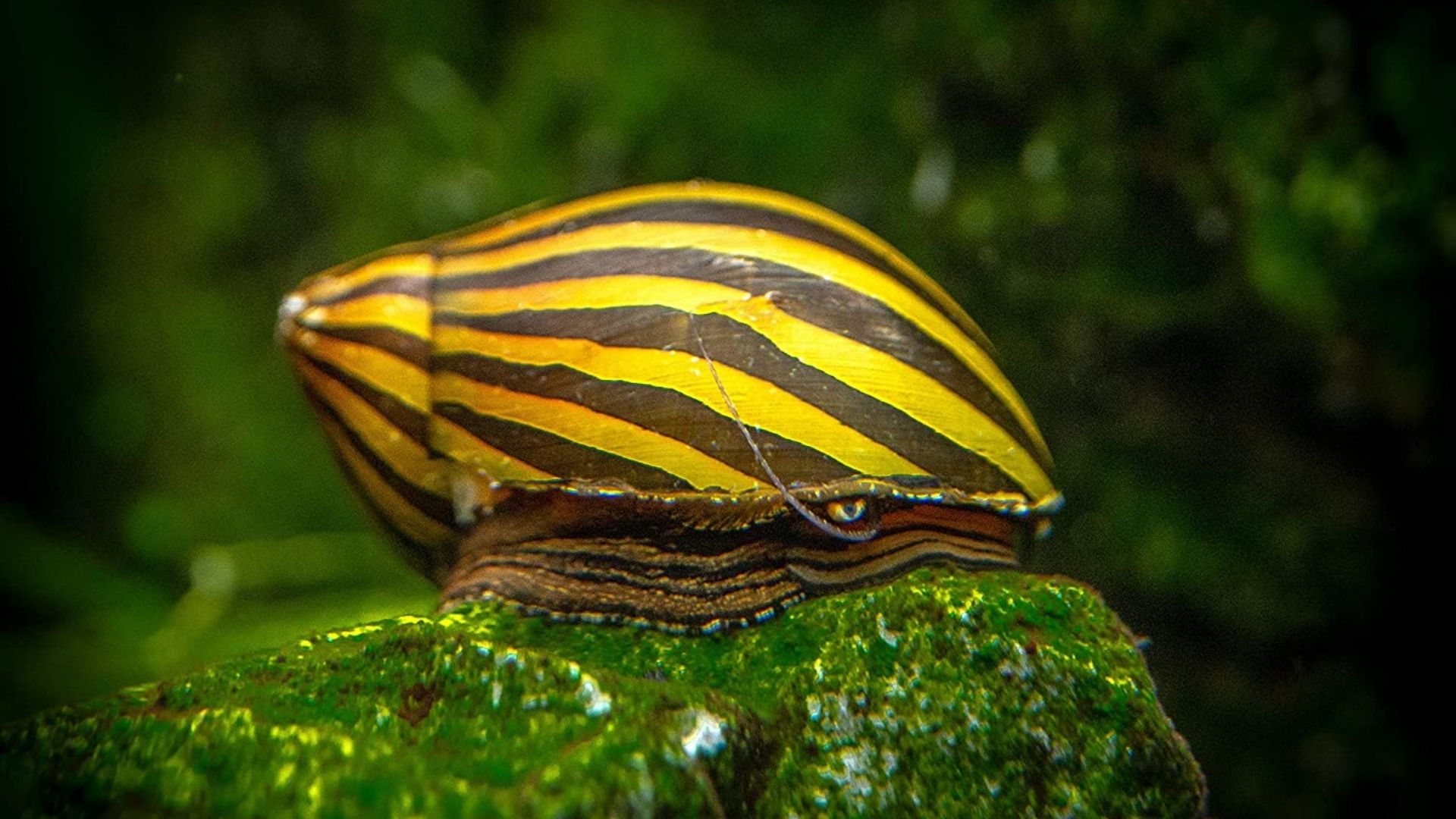 Zebra-Nerite-Snail