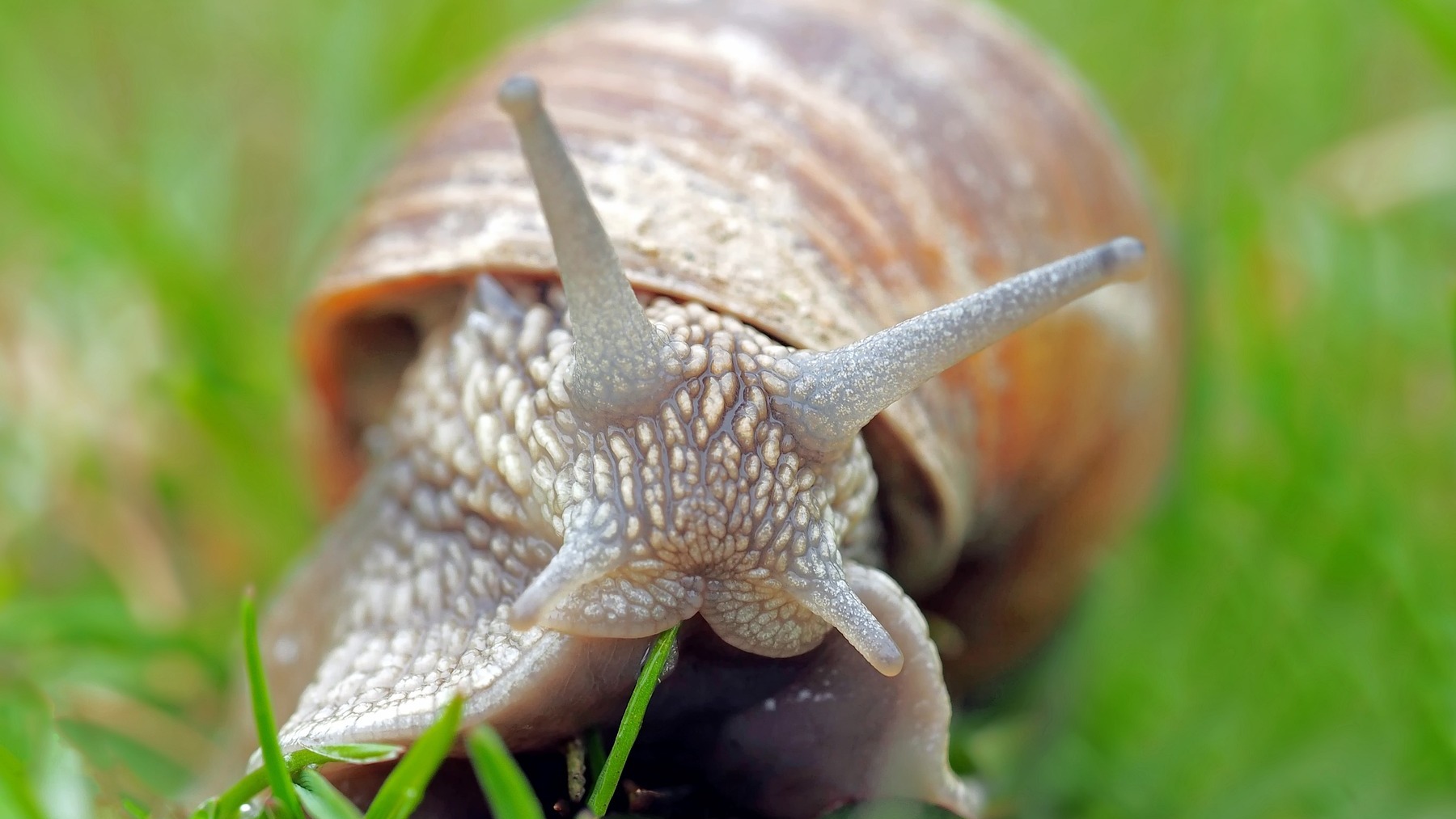 -el-caracol-es-un-insecto-o-un-molusco