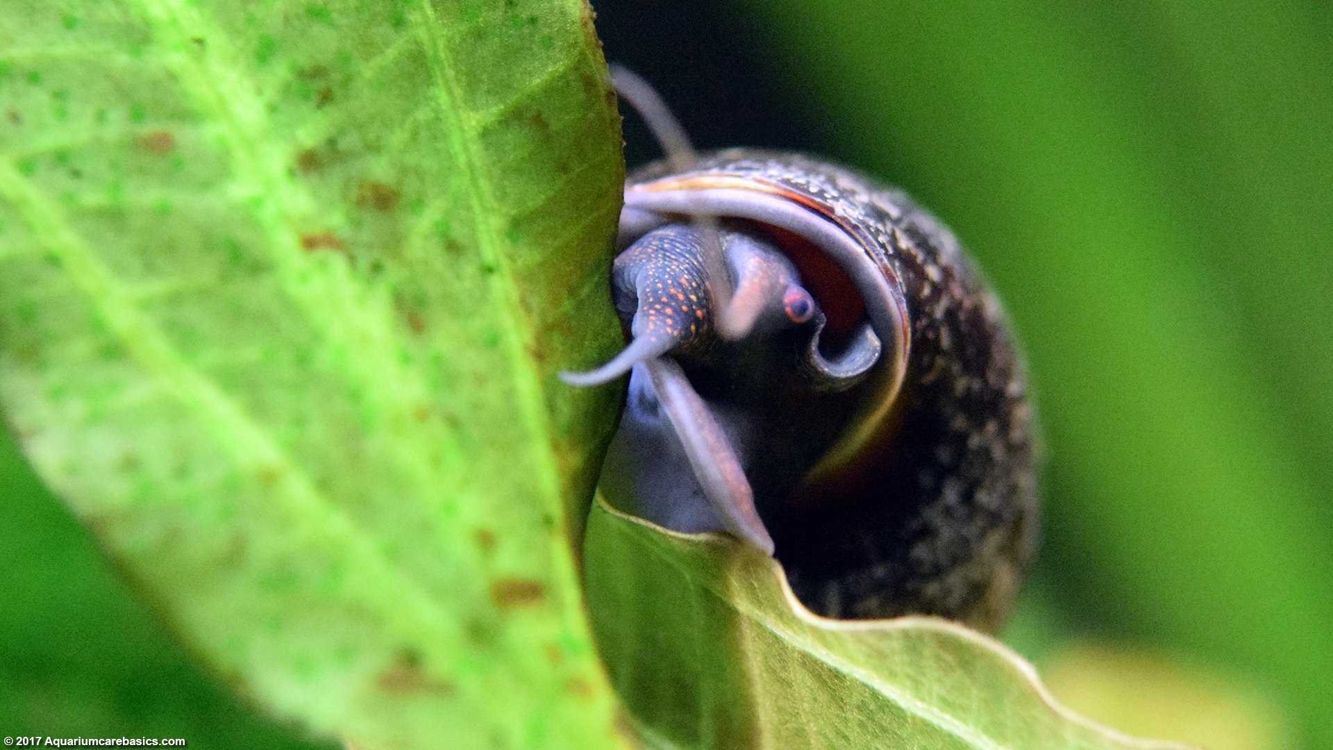 front-view-mystery-snail-amazon-sword