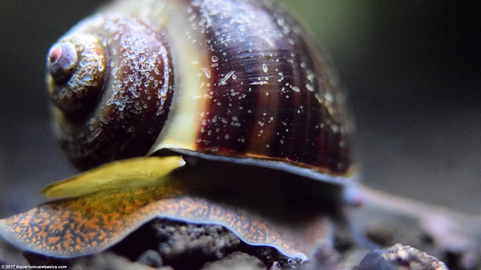 mystery-snail-body-black-substrate