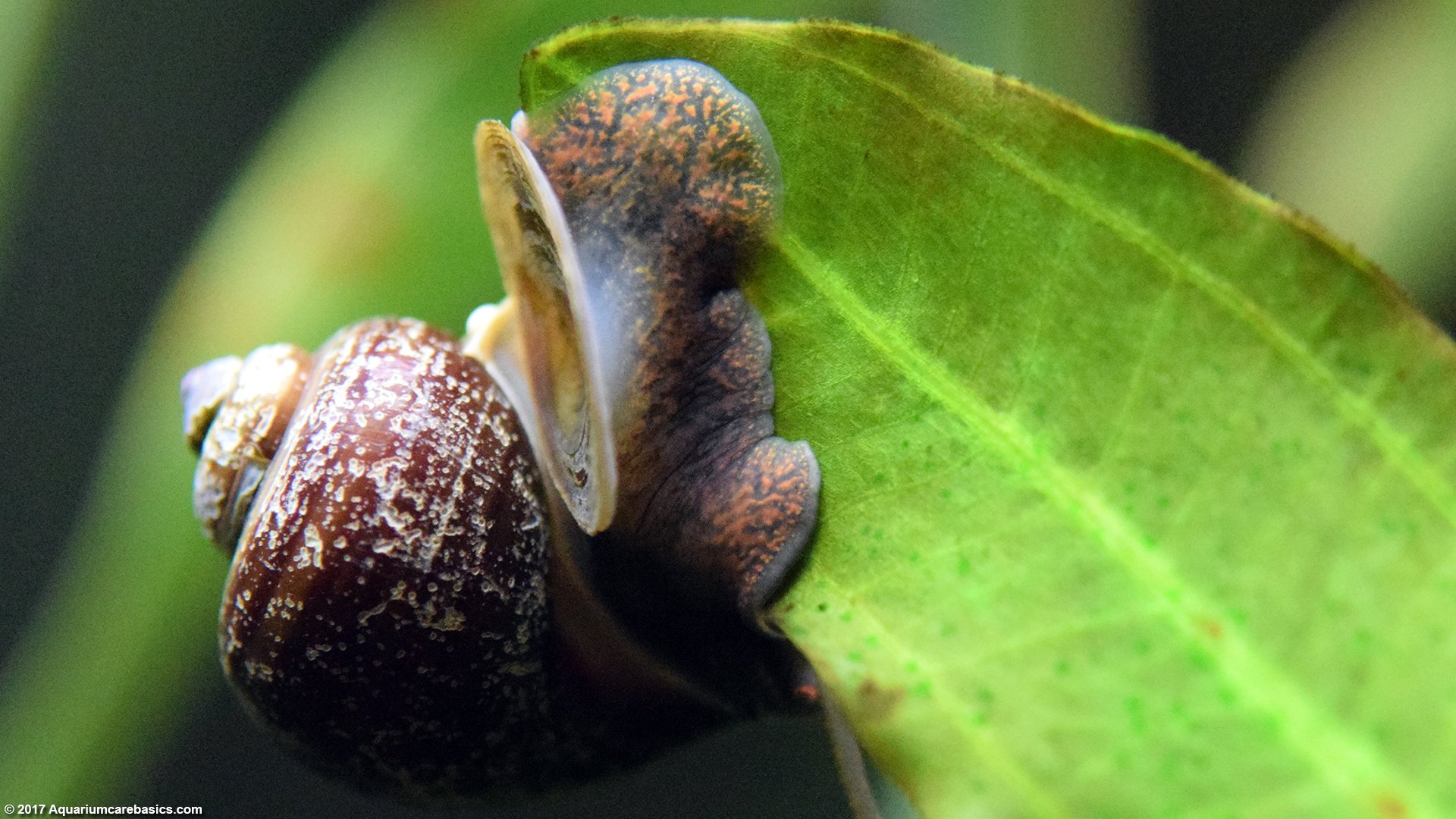 mystery-snail-body-operculum (1)