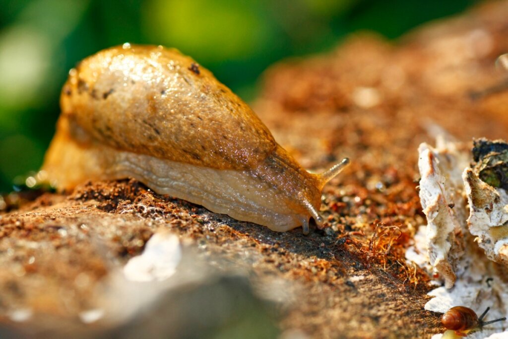 slug-crawling-on-the-floor-1024x683-1