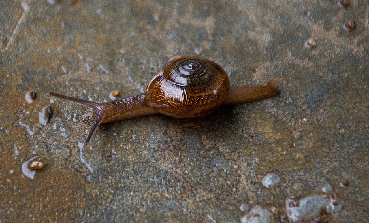 snail-5288666_1280