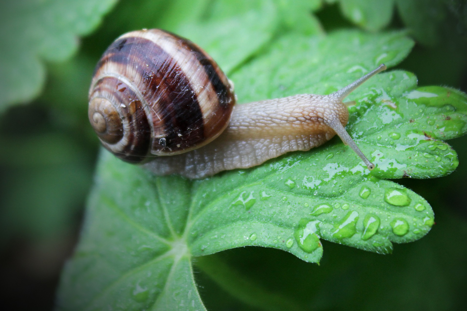 snail-5420645_1920