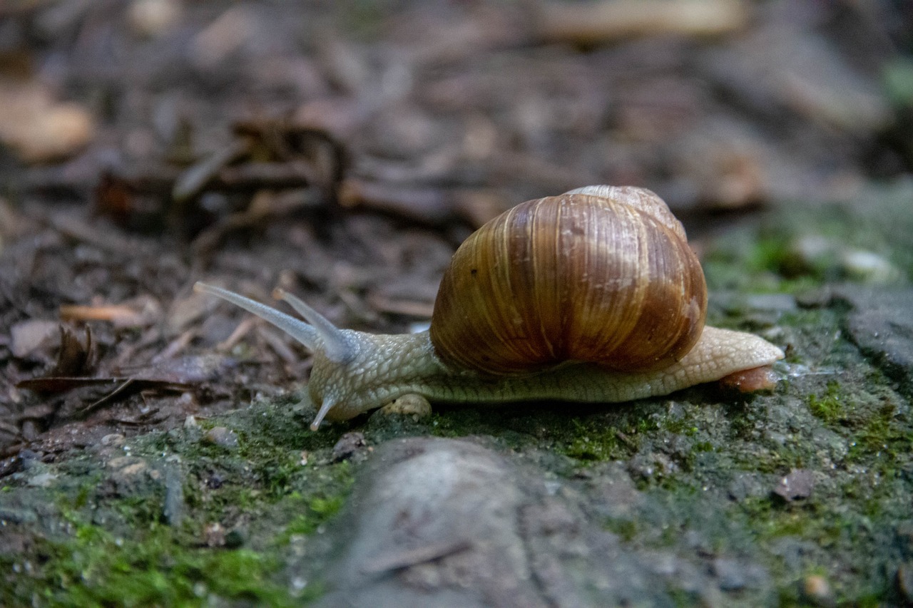 snail-5465299_1280 (1)