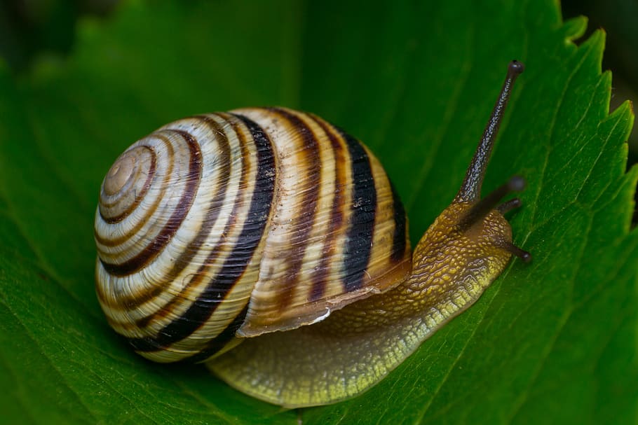 snail-mollusc-animals-the-clams-nature-spiral